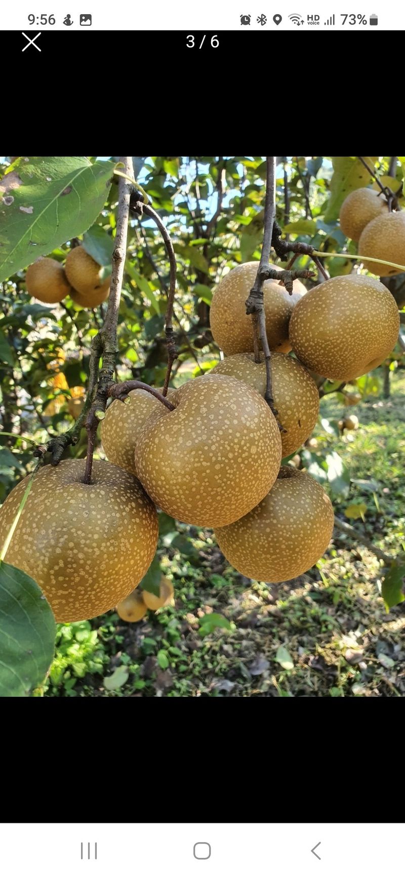 장터 상품 [돌배즙 판매(도라지,생강).(1박스50개)] 썸네일