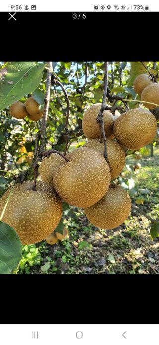 광양밤실매실농장님의 작성글 사진