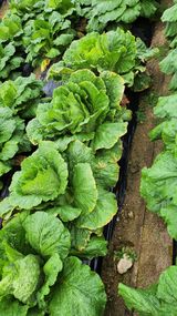 팜모닝 배추·영농일지 게시글 이미지