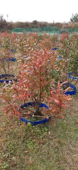 팜모닝 블루베리·영농일지 게시글 이미지