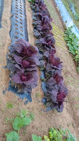 팜모닝 배추·영농일지 게시글 이미지