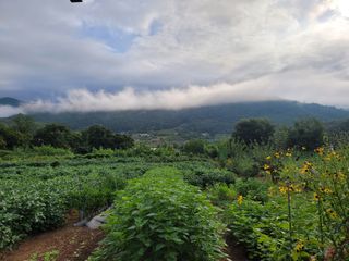 김선옥님의 들깨 · 영농일지 작성글 사진