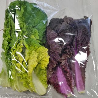 훈&팜님의 배추 · 영농일지 작성글 사진