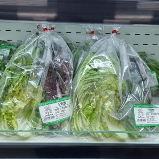 훈&팜님의 배추 · 영농일지 작성글 사진