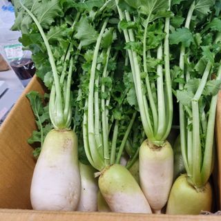 훈&팜님의 배추 · 영농일지 작성글 사진