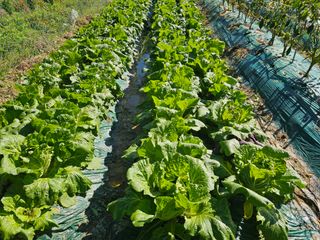 훈&팜님의 배추 · 영농일지 작성글 사진