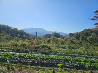 훈&팜님의 배추 · 영농일지 작성글 사진