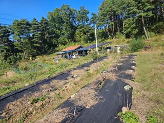 훈&팜님의 배추 · 영농일지 작성글 사진