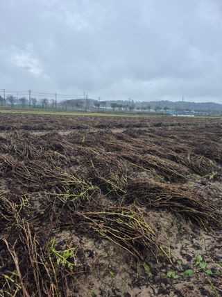 송광만님의 들깨 · 자유게시판 작성글 사진