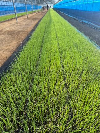 송광만님의 들깨 · 자유게시판 작성글 사진