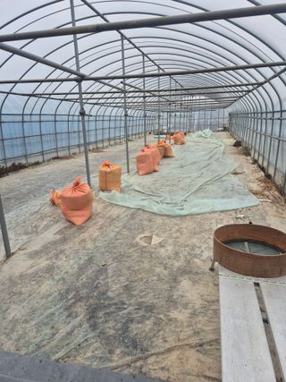 송광만님의 들깨 · 자유게시판 작성글 사진