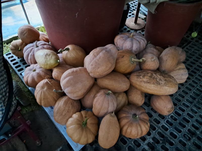 장터 상품 [늙은 호박] 썸네일