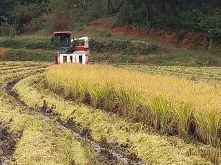 낙엽교목류17614님의 벼 · 영농일지 작성글 사진