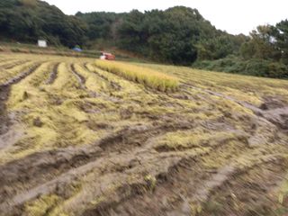 낙엽교목류17614님의 벼 · 영농일지 작성글 사진