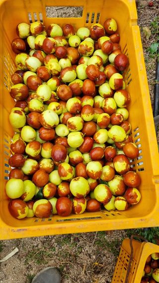 오학봉(멀티팜)님의 기타작물 · 영농일지 작성글 사진