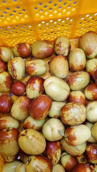 오학봉(멀티팜)님의 자유주제 · 사진전 작성글 사진