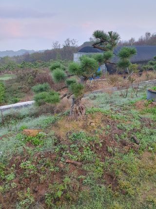 작은소나무님의 자유주제 · 자유게시판 작성글 사진