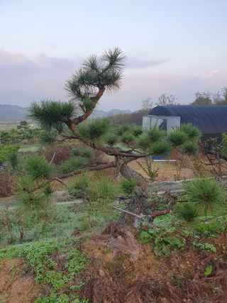 작은소나무님의 자유주제 · 자유게시판 작성글 사진