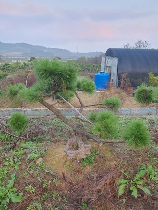 작은소나무님의 자유주제 · 자유게시판 작성글 사진