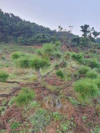 작은소나무님의 자유주제 · 자유게시판 작성글 사진