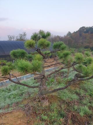 작은소나무님의 자유주제 · 자유게시판 작성글 사진