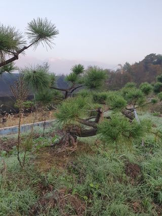 작은소나무님의 자유주제 · 자유게시판 작성글 사진