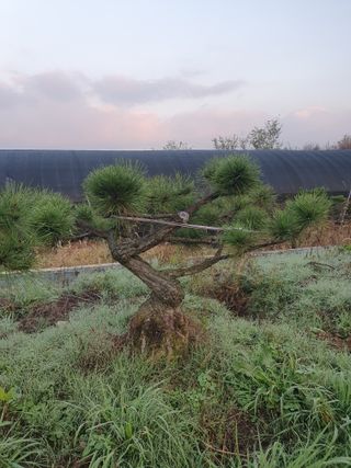 작은소나무님의 자유주제 · 자유게시판 작성글 사진