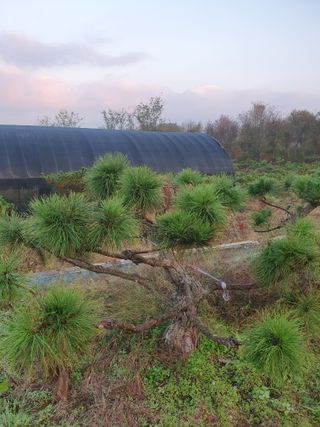 작은소나무님의 자유주제 · 자유게시판 작성글 사진