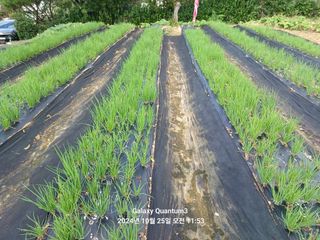 전진규.해돋이님의 파 · 영농일지 작성글 사진