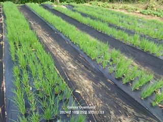 전진규.해돋이님의 파 · 영농일지 작성글 사진