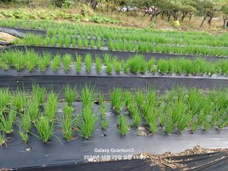 전진규.해돋이님의 파 · 영농일지 작성글 사진