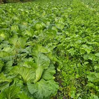 백용기님의 자유주제 · 자유게시판 작성글 사진