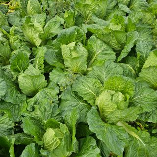 백용기님의 자유주제 · 자유게시판 작성글 사진