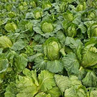 백용기님의 자유주제 · 자유게시판 작성글 사진