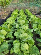 팜모닝 배추·병해충상담 게시글 이미지