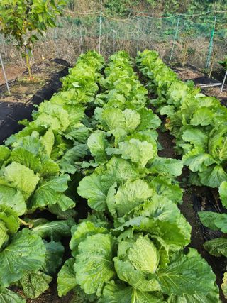 김응진님의 배추 · 병해충상담 작성글 사진