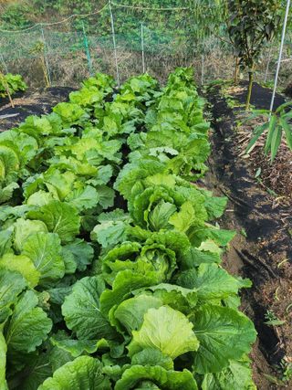 김응진님의 배추 · 병해충상담 작성글 사진