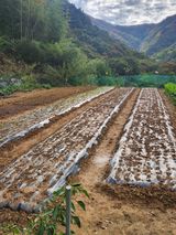 팜모닝 자유주제·자유게시판 게시글 이미지