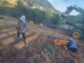 김선희님의 고구마 · 영농일지 작성글 사진