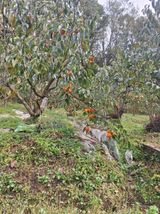 팜모닝 감·영농일지 게시글 이미지