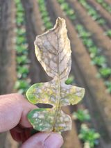 팜모닝 기타작물·병해충상담 게시글 이미지