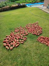 팜모닝 고구마·영농일지 게시글 이미지