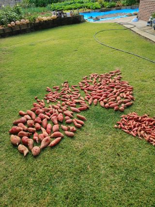 강경옥님의 고구마 · 영농일지 작성글 사진