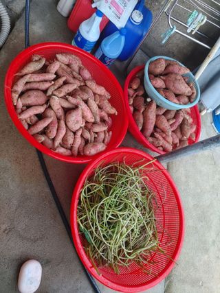 강경옥님의 고구마 · 영농일지 작성글 사진