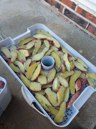 강경옥님의 고구마 · 영농일지 작성글 사진