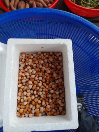 강경옥님의 자유주제 · 자유게시판 작성글 사진