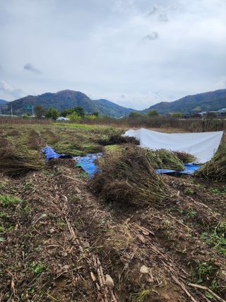강촌지기님의 들깨 · 영농일지 작성글 사진