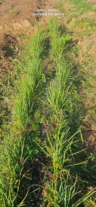 윤창기님의 파 · 병해충상담 작성글 사진