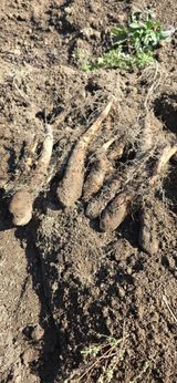 팜모닝 기타작물·영농일지 게시글 이미지