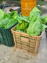 팜모닝 포도·영농일지 게시글 이미지